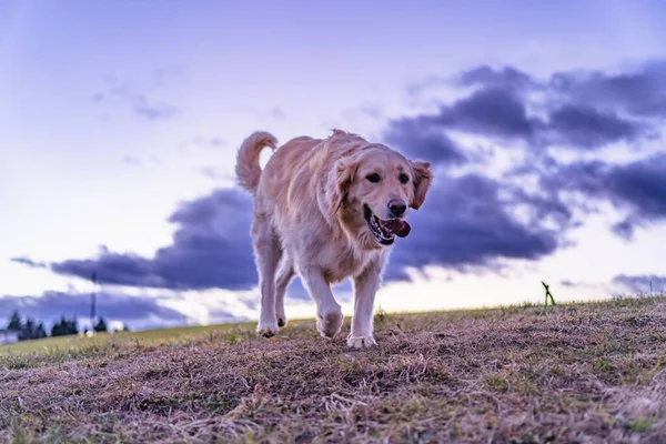 Sahada Koşan Tüylü Bir Labrador Köpeği — Stok fotoğraf