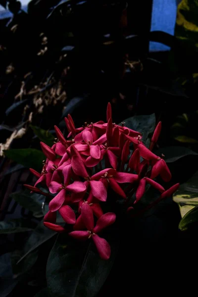 Widok Bliska Wspaniały Kwiat Geranium Dżungli Dużymi Zielonymi Liśćmi — Zdjęcie stockowe