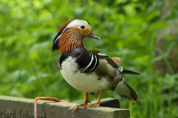 Ahşap Bir Çite Konmuş Bir Mandarin Ördeğinin Yakın Çekimi — Stok fotoğraf