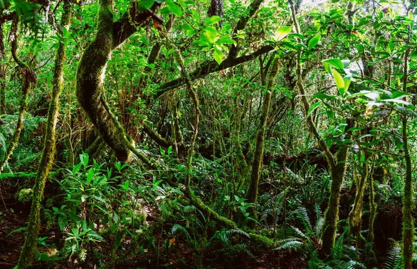 Una Hermosa Vista Hermoso Bosque Con Arbustos Gruesos Exuberantes Árboles — Foto de Stock