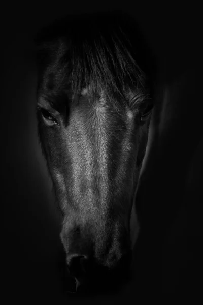 A grayscale shot of a horse\'s eye in the dark