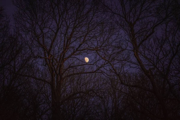 The bright moon behind silhouetted hardwood forest, naked branches with the dark, moody winter night