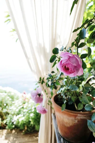 Blumen See Dali — Stockfoto