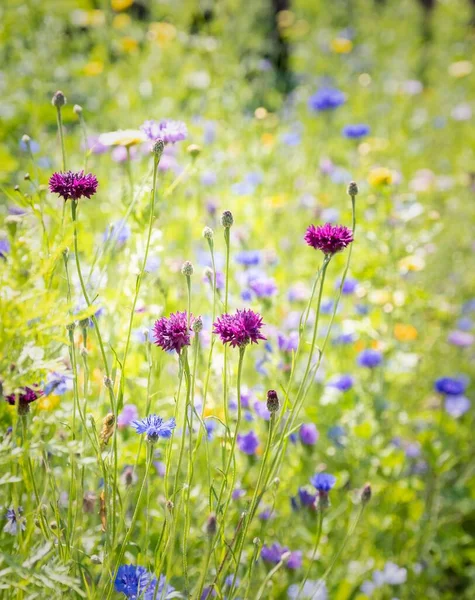 Ein Schöner Blick Auf Wilde Wiesenblumen Tatton Park Cheshire — Stockfoto