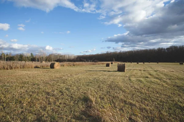 Belo Tiro Fardos Feno Seco Pasto Verde Ontário Canadá — Fotografia de Stock