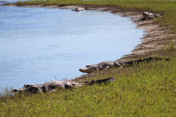 Closeup Shot Crocodiles Lake — Stock Photo, Image