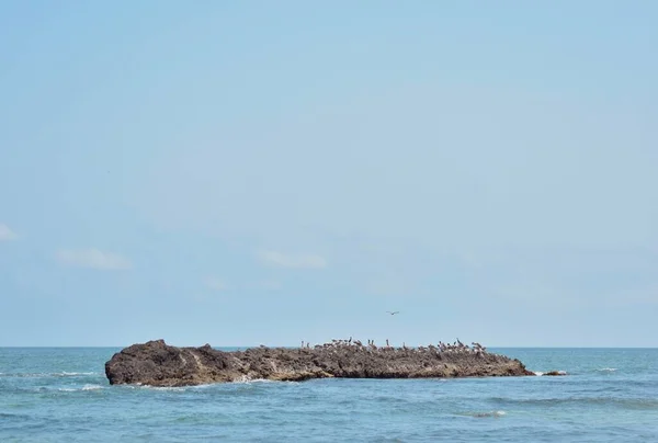 Стая Птиц Стоящих Островке Окружении Спокойных Синих Морских Волн — стоковое фото