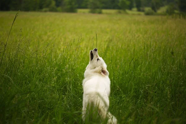 Прекрасный Снимок Пушистой Белой Овчарки Мареммано Травянистом Зеленом Поле — стоковое фото