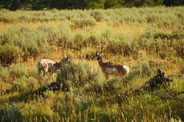 Scenic View Antelopes Green Field Grand Teton National Park Wyoming — Stock Photo, Image