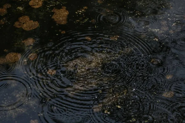 Темное Грязное Озеро Каплями Дождя Создающими Огромные Рябь Нем — стоковое фото