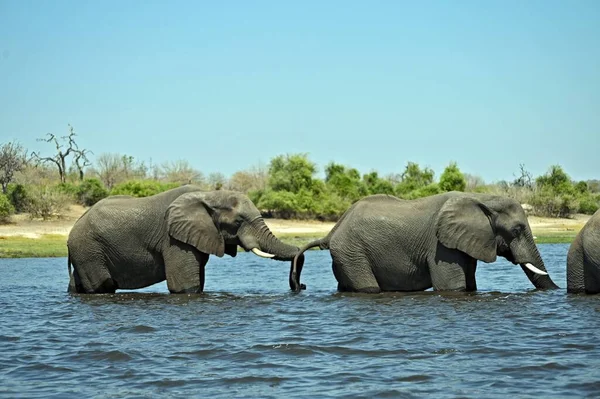 Una Manada Elefantes Cruzando Río Chobe Parque Nacional Chobe Botswana — Foto de Stock