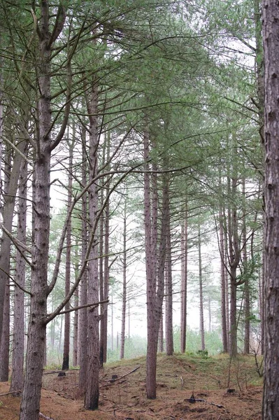 Las Wieloma Drzewami Wiosną — Zdjęcie stockowe