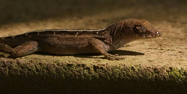 Una Lucertola Anola Bruna Norops Sagrei Una Roccia — Foto Stock