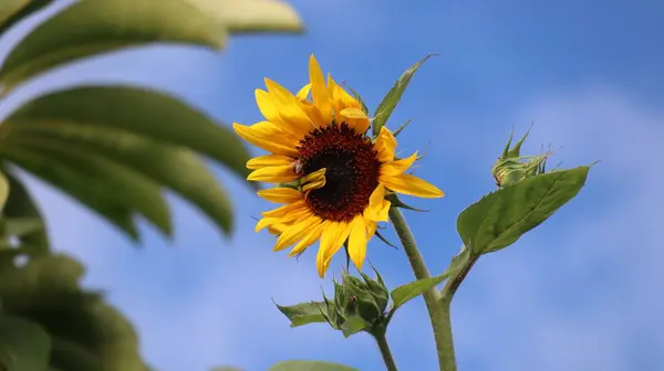 Detailní Záběr Žluté Slunečnice Oblačnou Modrou Oblohou Pozadí — Stock fotografie