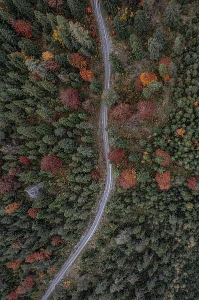 Vue Aérienne Verticale Texture Des Arbres Dans Belle Forêt Automne — Photo
