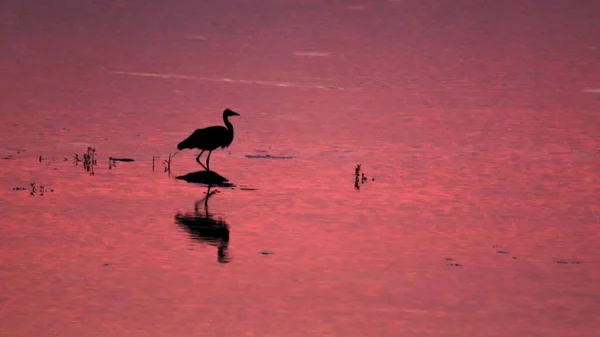 Силуэт Цапли Озере — стоковое фото