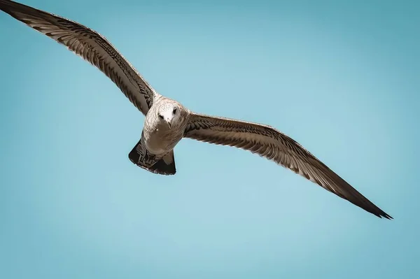 翼を広げた青い空を飛ぶカモメの群れ — ストック写真