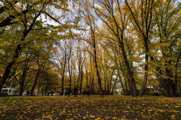 Eine Nahaufnahme Von Schönen Langen Hellen Bunten Bäumen Einem Park — Stockfoto