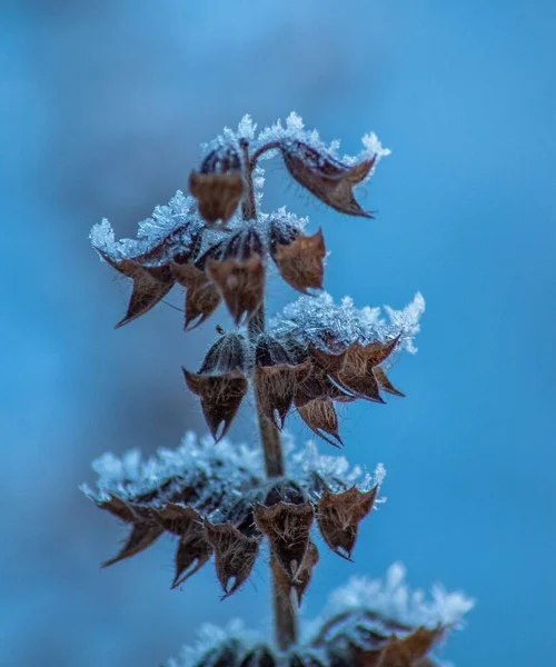 Вертикальный Снимок Сухого Растения Покрытого Морозом — стоковое фото