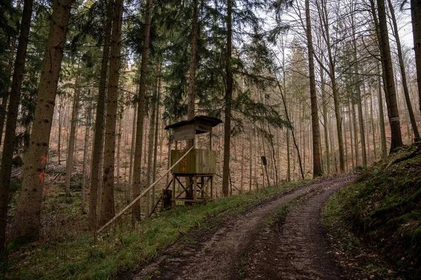 Sendero Través Hermoso Bosque Otoño Baden Wurtemberg Alemania —  Fotos de Stock