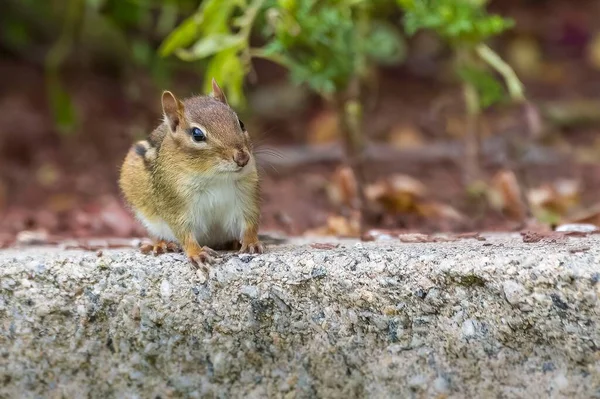 Primer Plano Una Ardilla Oriental Marrón Sobre Una Piedra —  Fotos de Stock