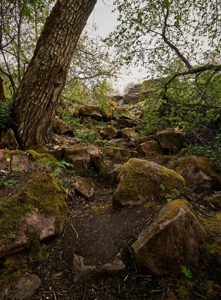 森の中の緑の草と木の根で覆われた岩のイメージ — ストック写真