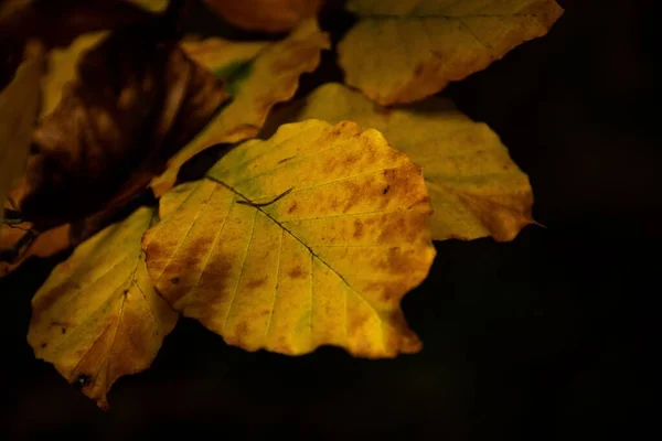 Zbliżenie Ujęcie Żółtych Liści Jesienią Czarnym Tle — Zdjęcie stockowe