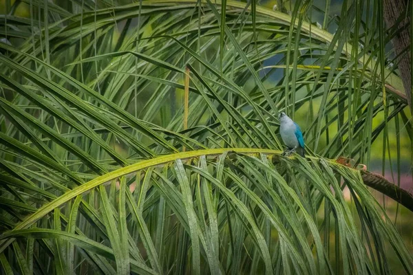 Zbliżenie Niebieskiego Garbarza Siedzącego Zielonej Palmie Deszczowy Dzień — Zdjęcie stockowe