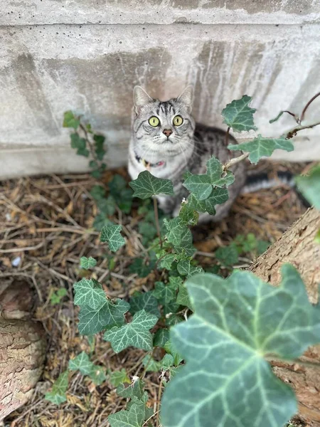緑の植物の後ろに座って美しい灰色の猫の垂直ショット — ストック写真