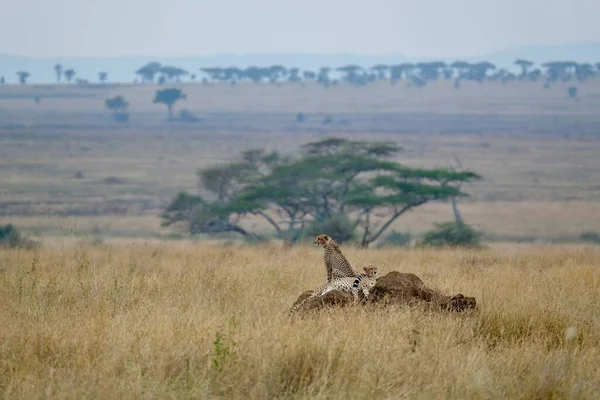 在一棵绿树前 一个南非猎豹家庭在非洲狩猎 — 图库照片