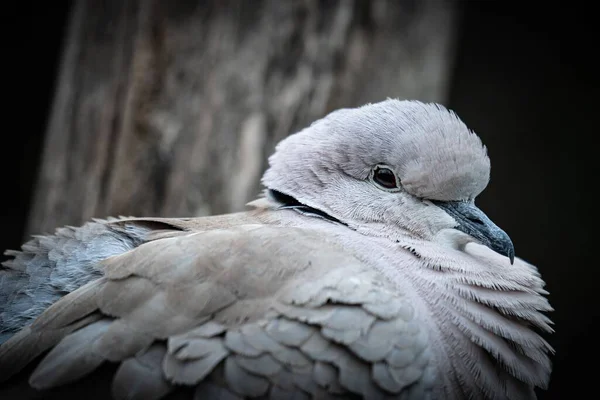 Zbliżenie Ujęcie Białego Ptaka Zamazanym Tłem — Zdjęcie stockowe