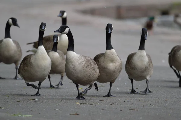 大曼彻斯特鲍登 一群加拿大鹅在湖边散步 — 图库照片