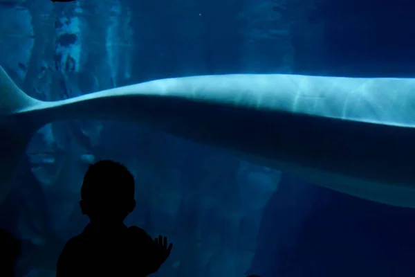 ガラス窓から青い鯨を見ている子供のシルエット — ストック写真