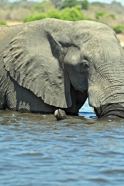 Κοντινό Πλάνο Του Κεφαλιού Ενός Ελέφαντα Που Διασχίζει Τον Ποταμό — Φωτογραφία Αρχείου