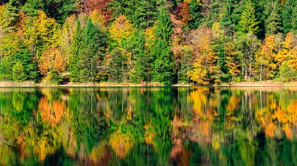 Une Vue Angle Bas Une Belle Forêt Près Lac — Photo