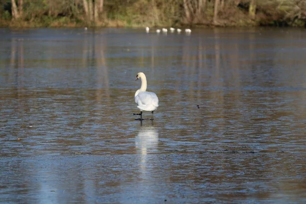 湖中的一只沉默天鹅 — 图库照片