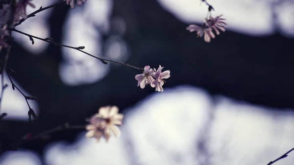 Квіти Цвіт Сливи Світло Тінь Дюкський Університет Весна — стокове фото