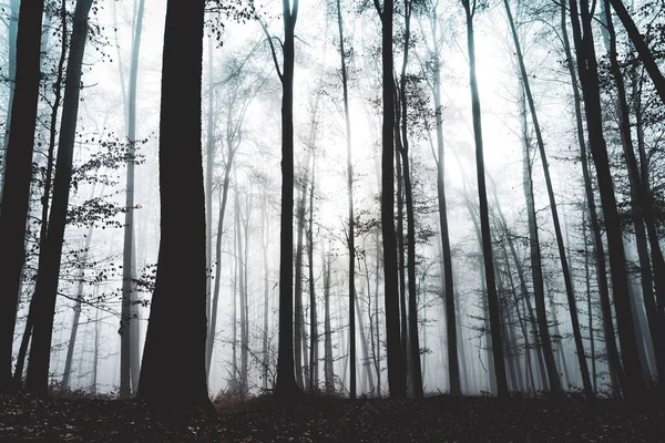 Floresta Mágica Misteriosa Com Árvores Nevoeiro Conceito Halloween — Fotografia de Stock