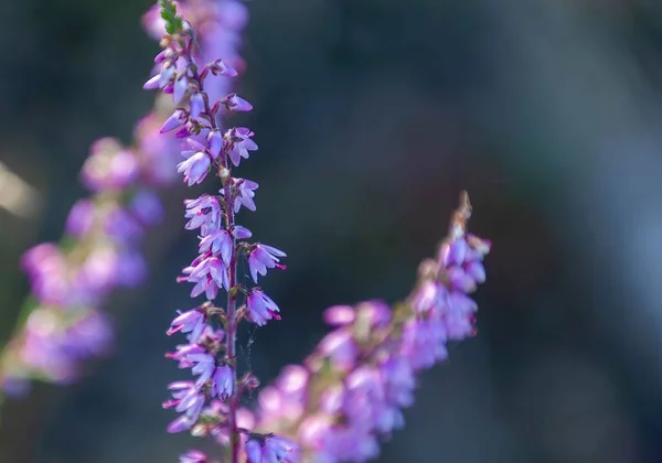 Tarlada Yetişen Calluna Çiçeklerinin Yakın Plan Çekimi — Stok fotoğraf