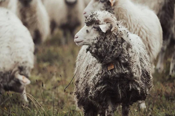 Ένα Κοπάδι Πρόβατα Βόσκουν Ένα Χωράφι Στην Ύπαιθρο — Φωτογραφία Αρχείου