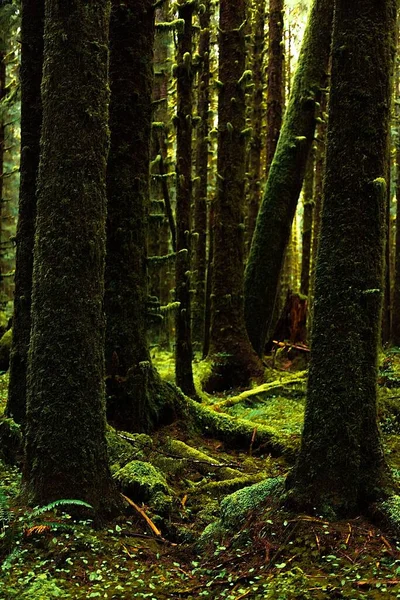 Vertical Shot Trunks Covered Moss Olympic National Park Usa — Stock Photo, Image