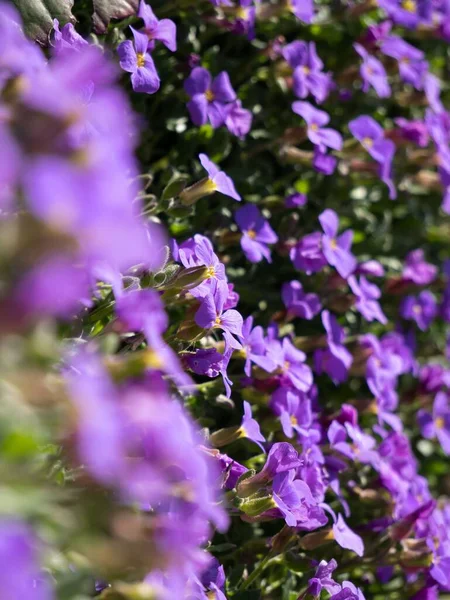 stock image A vertical shot of purple flowers growing outdoor