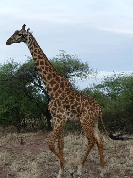 Belo Tiro Girafa Maasai Girafa Tippelskirchi Perto Uma Árvore Acácia — Fotografia de Stock