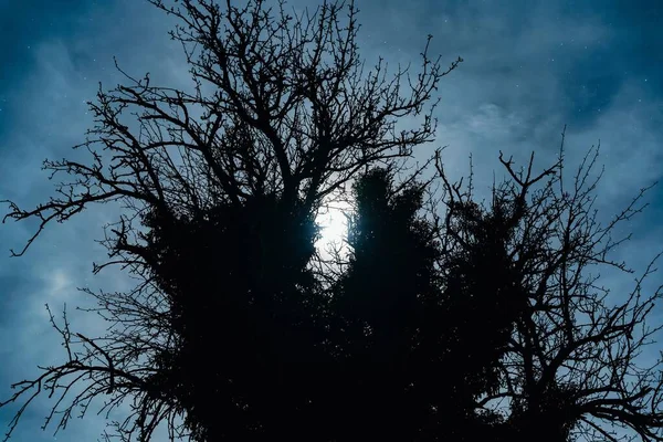 Μια Όμορφη Θέα Ενός Δέντρου Σιλουέτα Νυχτερινό Ουρανό Στο Παρασκήνιο — Φωτογραφία Αρχείου