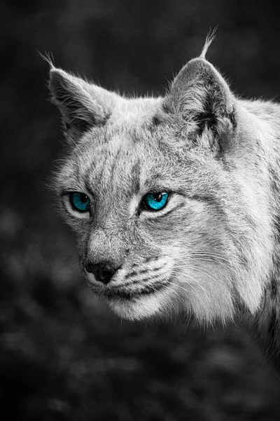 一只蓝眼睛的山猫的特写镜头 — 图库照片