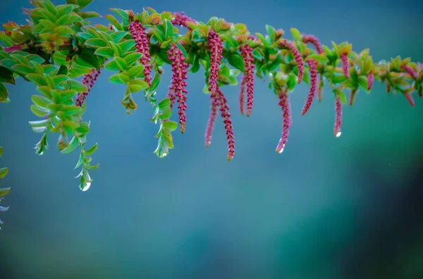 粉红花朵的特写 长在绿枝上 上面布满了水滴 — 图库照片