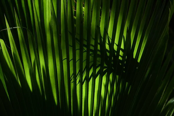 Primer Plano Fondo Verde Hojas Tropicales Con Luz Solar —  Fotos de Stock