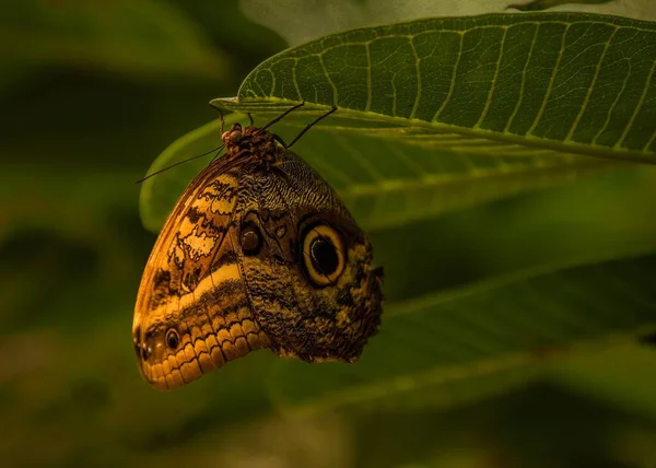 Primer Plano Una Mariposa Búho Posada Sobre Una Hoja — Foto de Stock