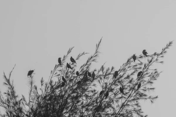 Una Vista Blanco Negro Los Pájaros Árbol — Foto de Stock