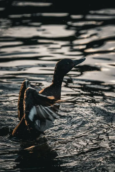 Pequeno Pato Selvagem Desfrutando Água Rio — Fotografia de Stock